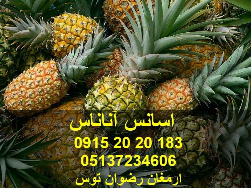 اسانس آناناس پودری اسانس آناناس پودری مدل اروپایی دارای دوز مصرف بسیار پایین فروش به صورت خرده و عمده یا کارتنی 09152020183 و 05137234606